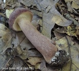Tylopilus rubrobrunneus image