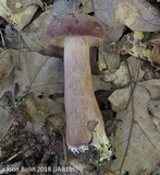 Tylopilus rubrobrunneus image