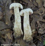 Tylopilus rubrobrunneus image