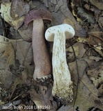 Tylopilus rubrobrunneus image