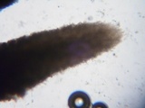 Sarcodon fuscoindicus image