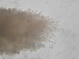 Sarcodon fuscoindicus image