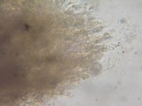 Sarcodon fuscoindicus image
