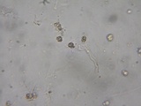 Sarcodon fuscoindicus image