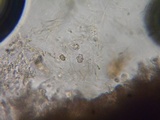 Sarcodon fuscoindicus image