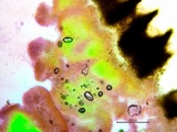 Galzinia incrustans image