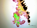 Galzinia incrustans image