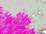 Galzinia incrustans image