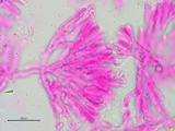 Galzinia incrustans image
