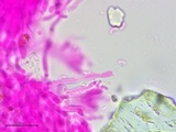 Galzinia incrustans image