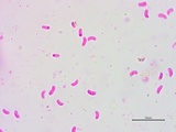Galzinia incrustans image