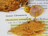 Chromosera cyanophylla image