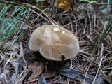 Boletus durhamensis image