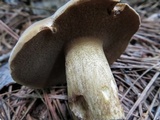 Boletus durhamensis image