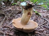 Boletus durhamensis image