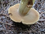 Boletus durhamensis image