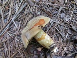 Boletus durhamensis image