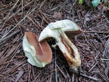 Boletus durhamensis image