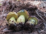 Alessioporus rubriflavus image