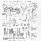 Cortinarius subtortus image