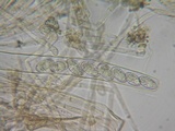 Peziza badia image