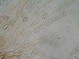 Peziza badia image