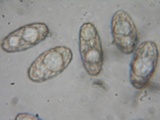 Peziza badia image