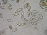 Peziza badia image