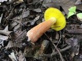 Aureoboletus auriporus image