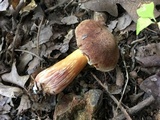 Aureoboletus auriporus image