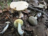 Boletus pallidus image