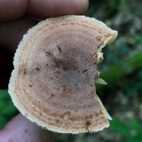 Lactarius camphoratus image