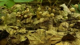 Marasmius capillaris image