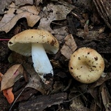 Russula pectinatoides image