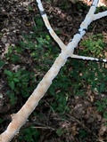 Irpex lacteus image