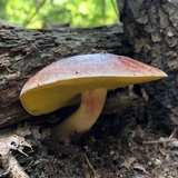 Aureoboletus auriporus image