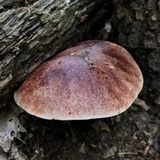 Aureoboletus auriporus image