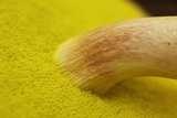 Aureoboletus auriporus image