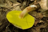 Aureoboletus auriporus image