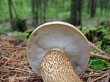 Tylopilus felleus image