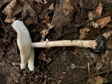 Echinoderma asperum image