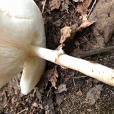 Echinoderma asperum image