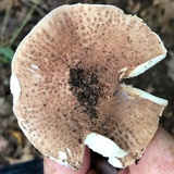 Echinoderma asperum image