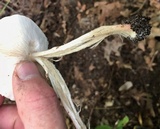Echinoderma asperum image
