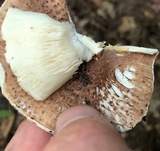 Echinoderma asperum image