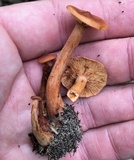 Lactarius camphoratus image