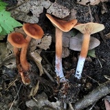 Lactarius camphoratus image