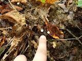 Marasmius bulliardii image