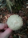 Hydropus subalpinus image
