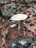 Hydropus subalpinus image